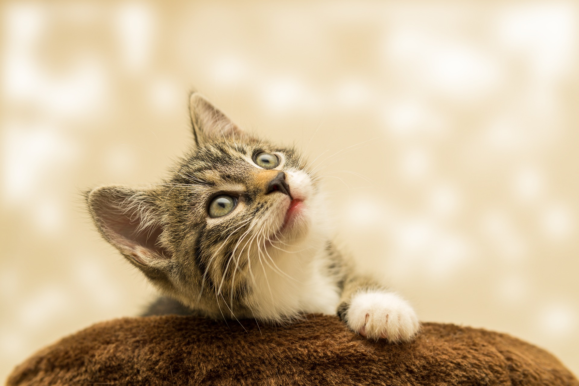 kitten1